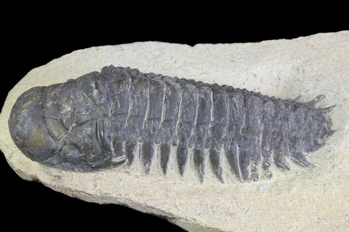 Bargain, Crotalocephalina Trilobite Fossil #67673